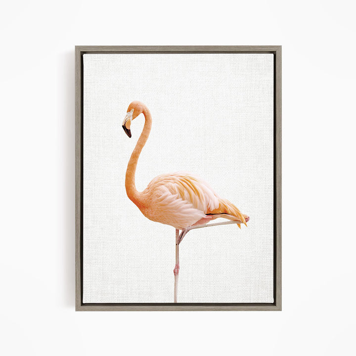 Flamingo - Animal Portraits