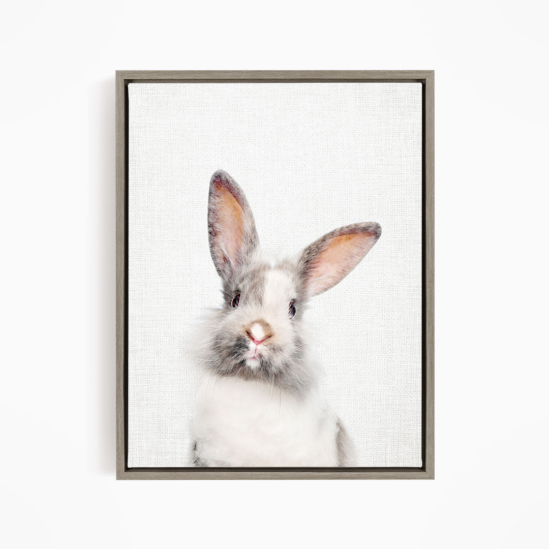 Gray and White Bunny - Animal Portraits
