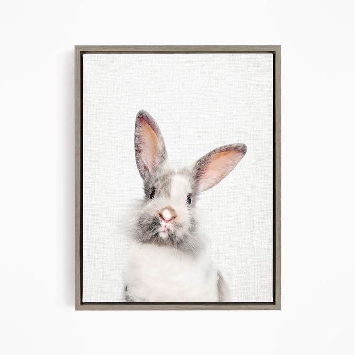 Gray and White Bunny - Animal Portraits