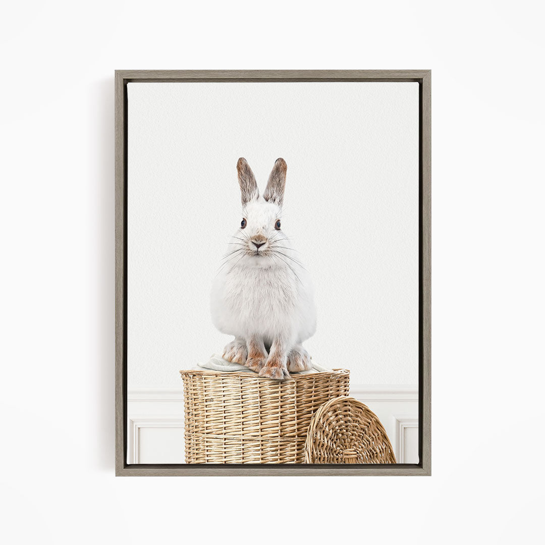 Snowshoe Hare in Laundry Basket - Simple White Wall