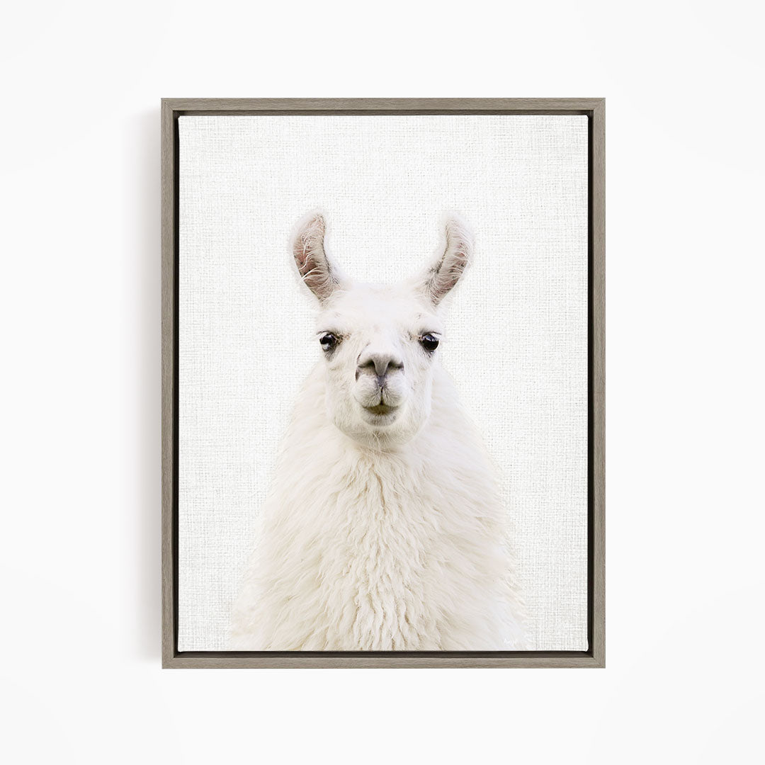 Fluffy Llama - Animal Portraits
