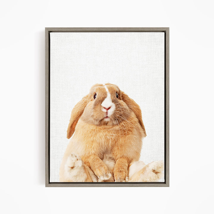 Pudgy Bunny - Animal Portraits