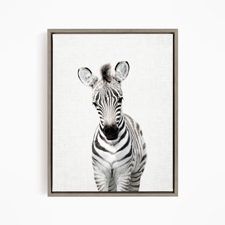Baby Zebra Standing - Animal Portraits