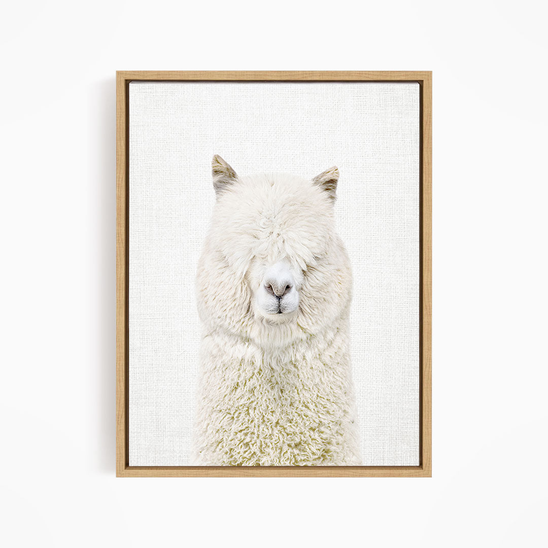 White Alpaca - Animal Portraits