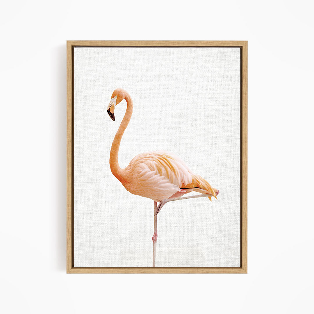 Flamingo - Animal Portraits
