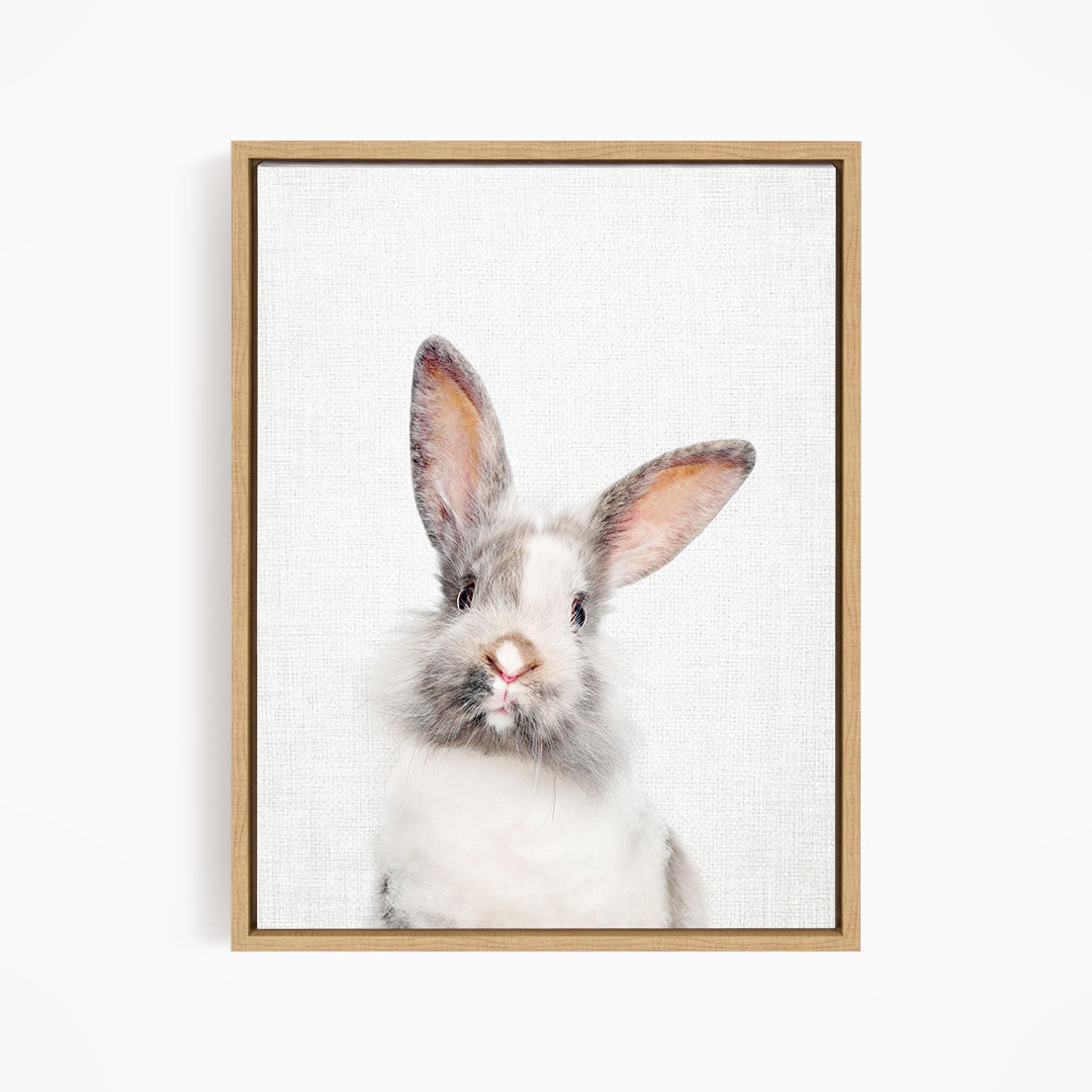 Gray and White Bunny - Animal Portraits