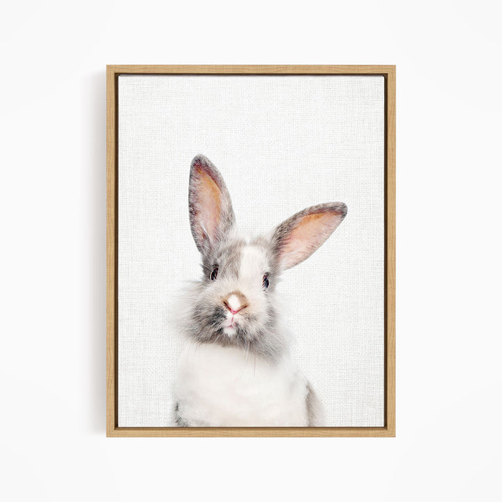 Gray and White Bunny - Animal Portraits