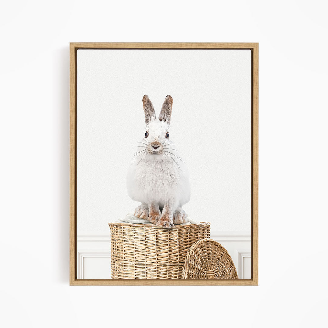 Snowshoe Hare in Laundry Basket - Simple White Wall
