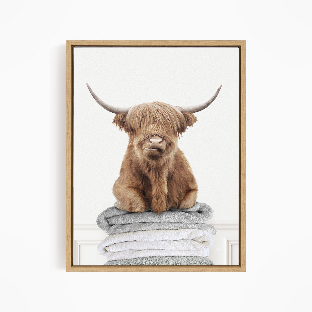 Highland Cow on Folded Towels - Simple White Wall