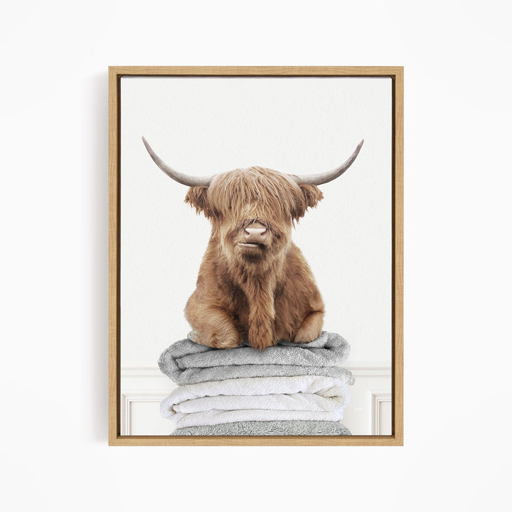 Highland Cow on Folded Towels - Simple White Wall