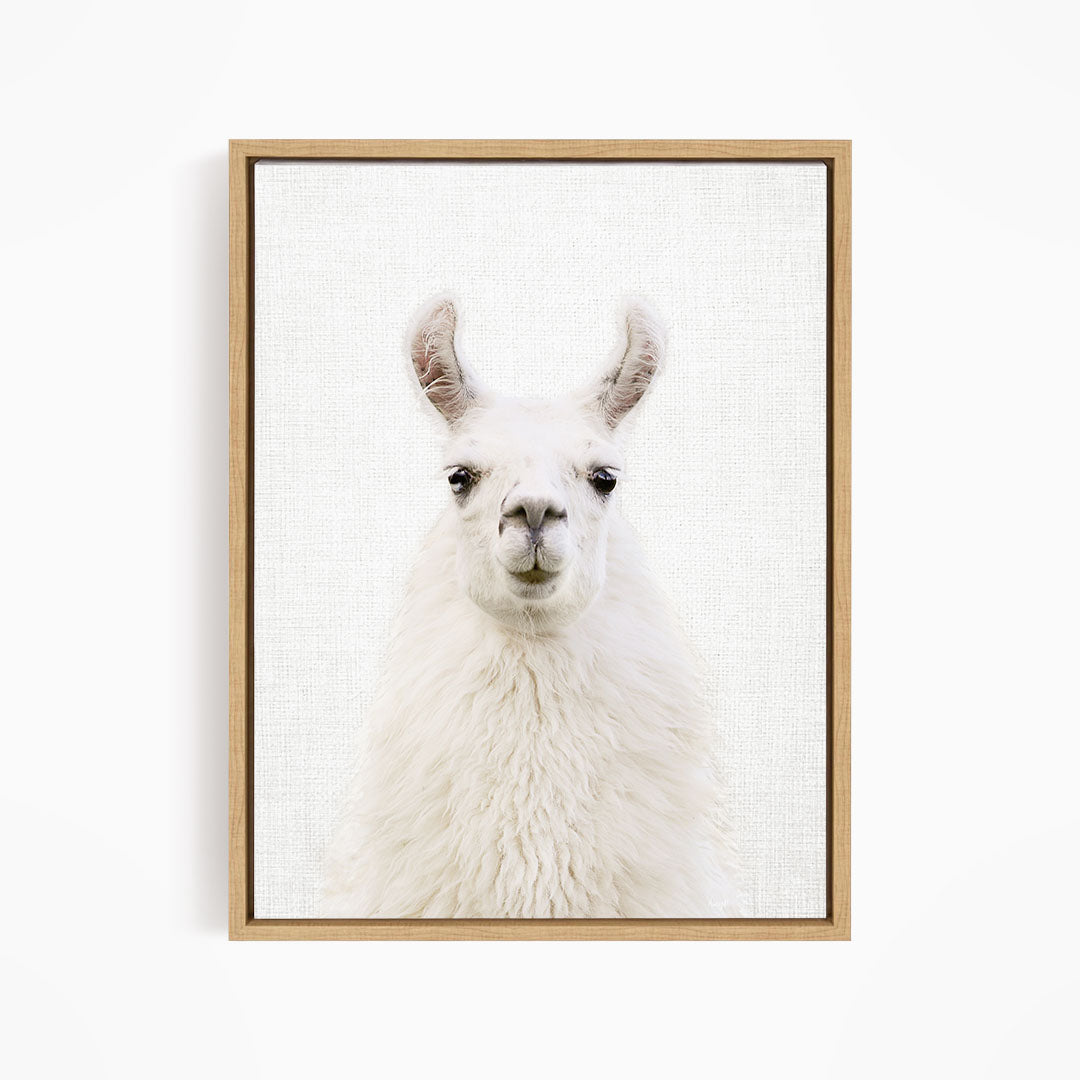Fluffy Llama - Animal Portraits