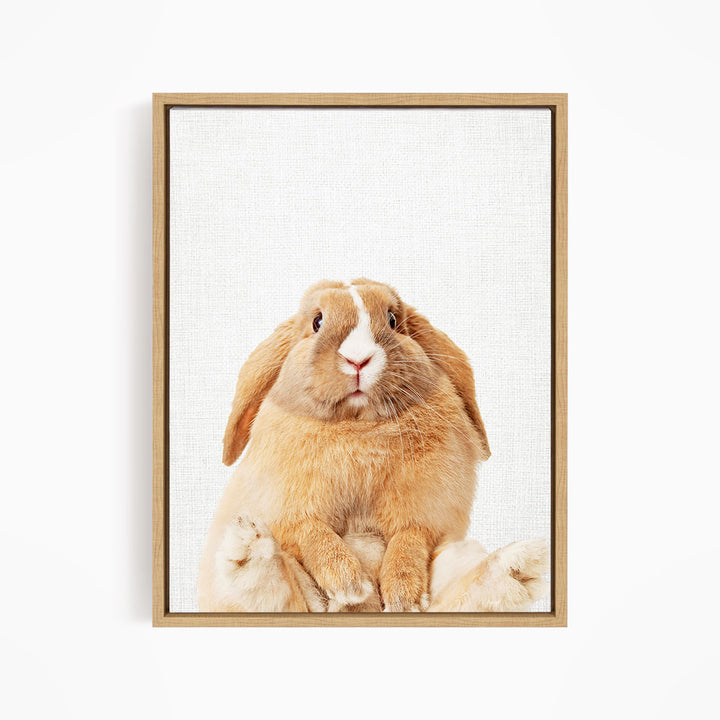 Pudgy Bunny - Animal Portraits