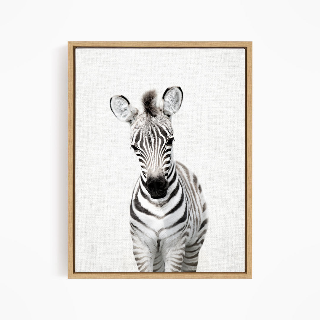 Baby Zebra Standing - Animal Portraits