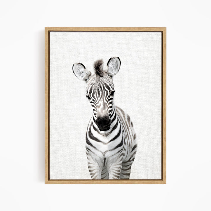 Baby Zebra Standing - Animal Portraits