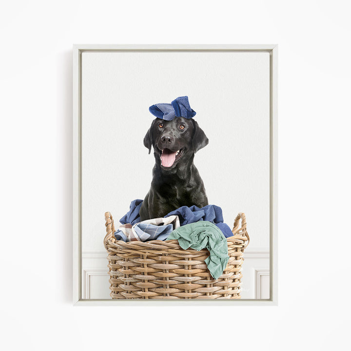 Black Lab in Laundry Basket - Simple White Wall
