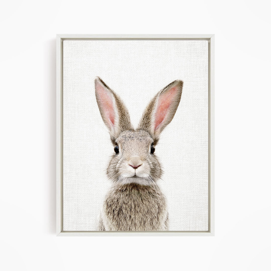 Female Rabbit - Animal Portraits