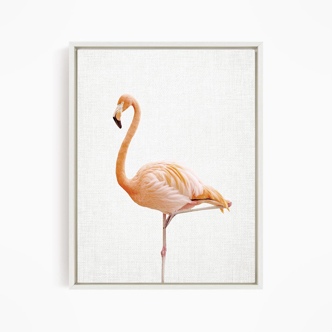 Flamingo - Animal Portraits