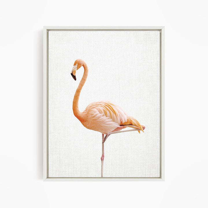 Flamingo - Animal Portraits