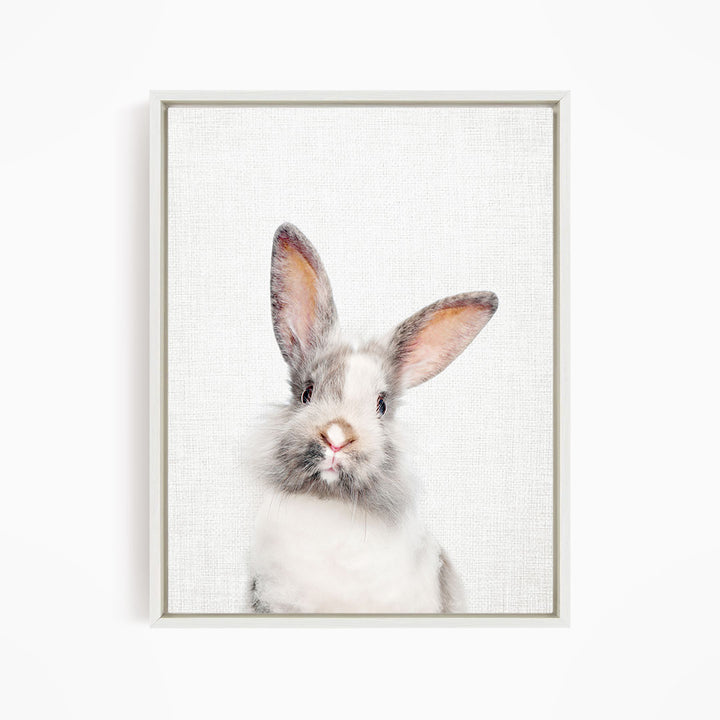 Gray and White Bunny - Animal Portraits