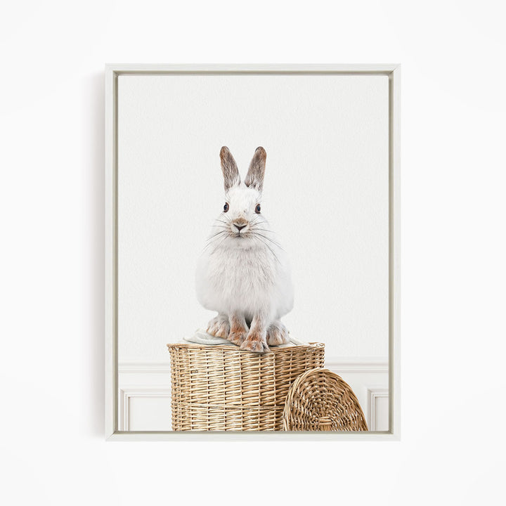 Snowshoe Hare in Laundry Basket - Simple White Wall