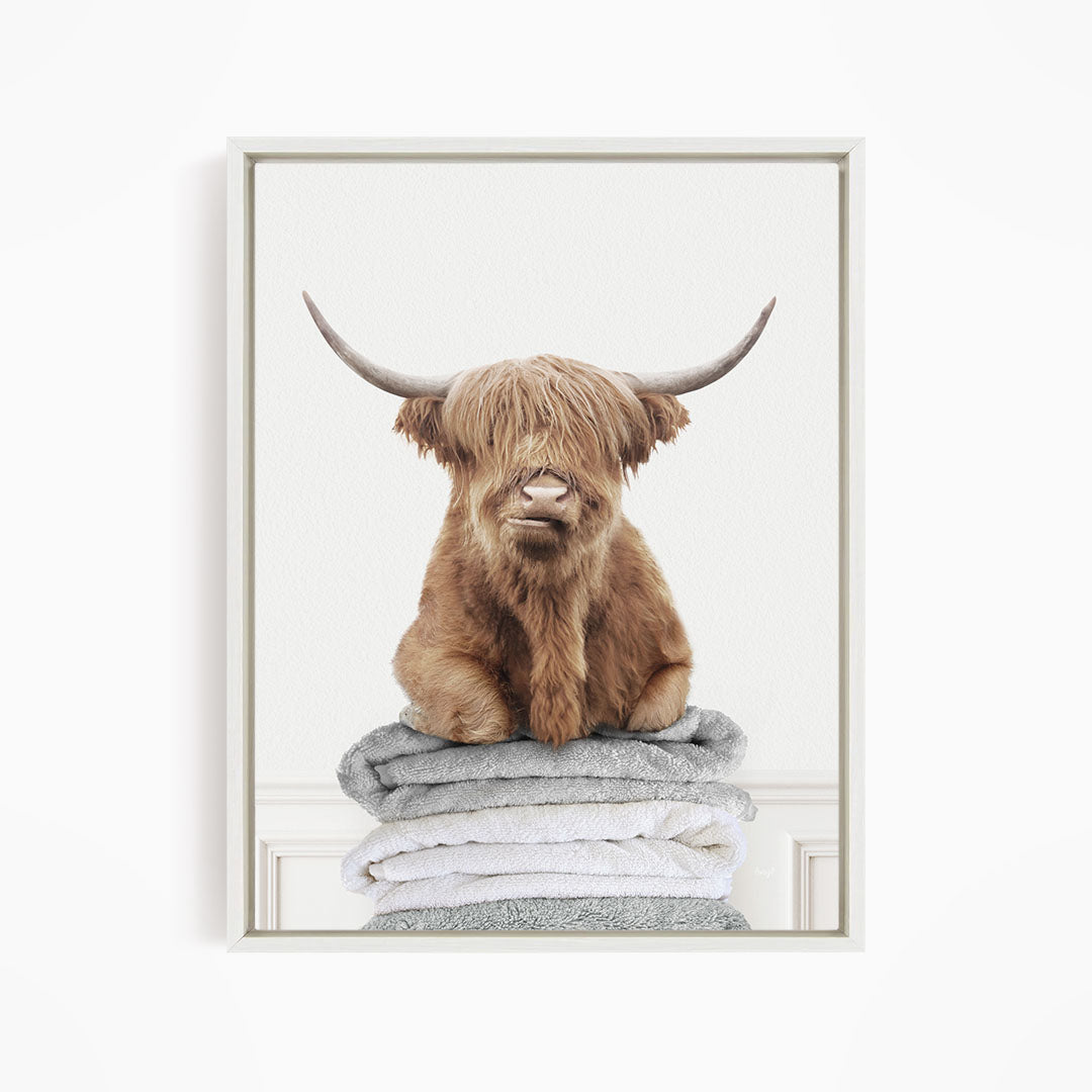 Highland Cow on Folded Towels - Simple White Wall