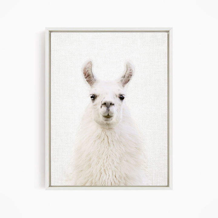 Fluffy Llama - Animal Portraits