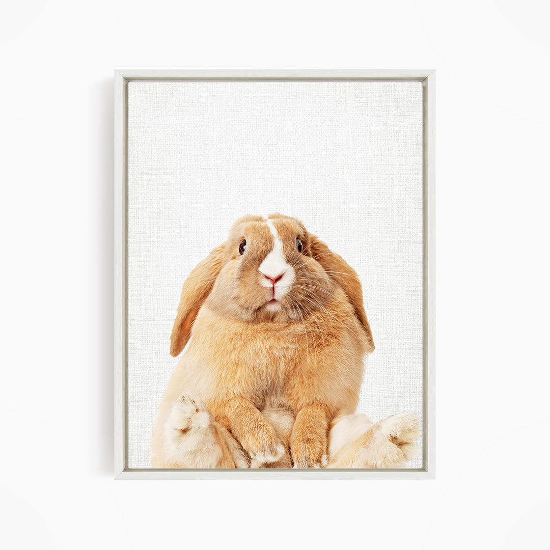 Pudgy Bunny - Animal Portraits