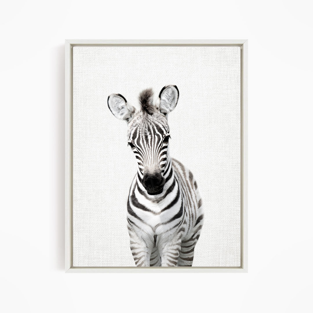 Baby Zebra Standing - Animal Portraits