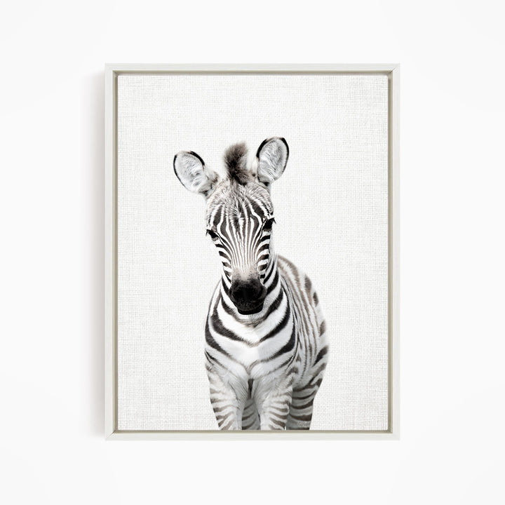 Baby Zebra Standing - Animal Portraits
