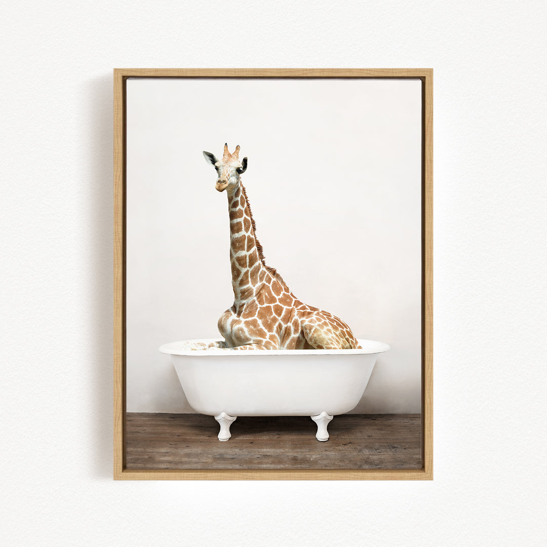 A giraffe sitting in a white bathtub against a plain white background.