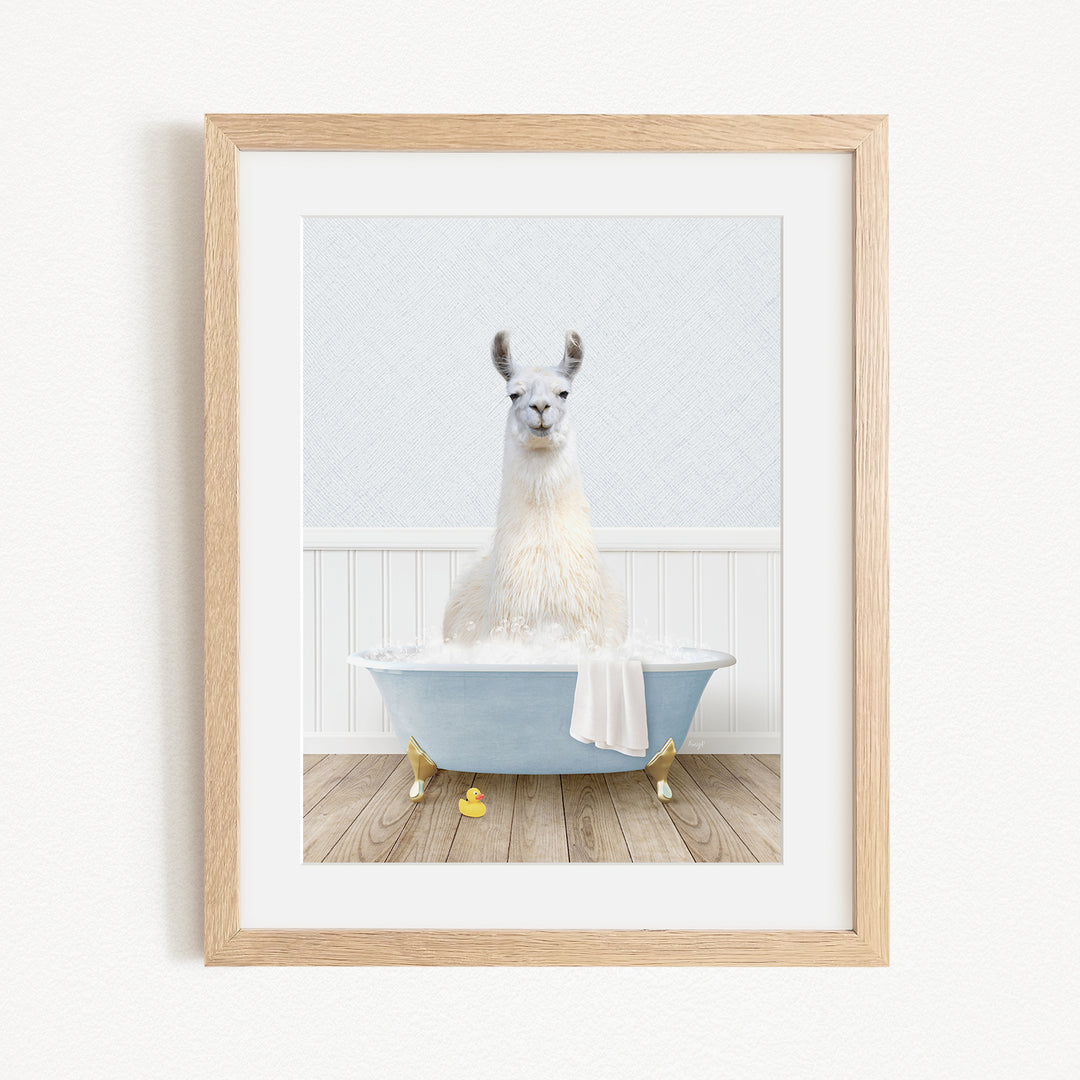 A white llama sitting in a blue bathtub filled with bubbles, surrounded by yellow rubber duckies.