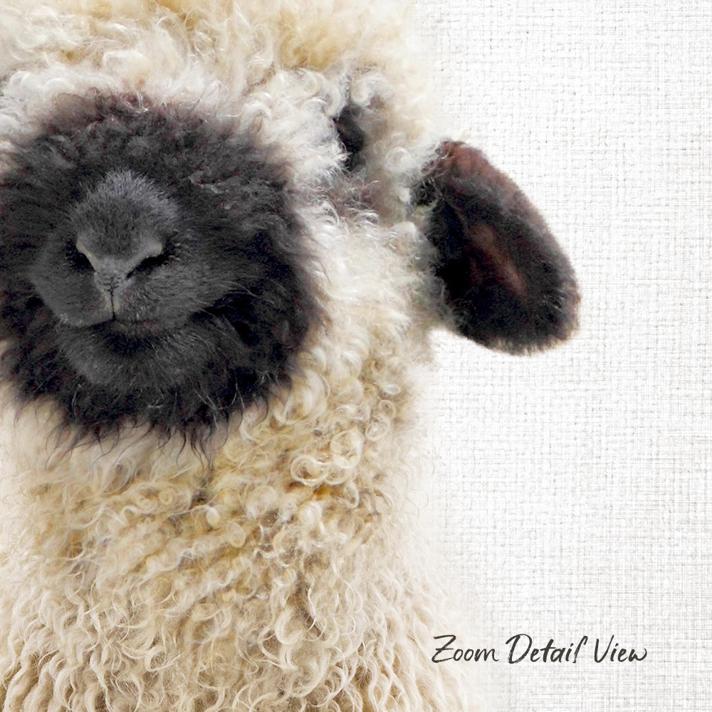 A close-up of a fluffy, white sheep's face with a black nose and ear.