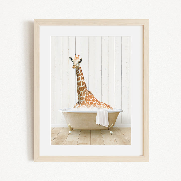 A giraffe sitting in a bathtub filled with water, with a white towel draped over its back.