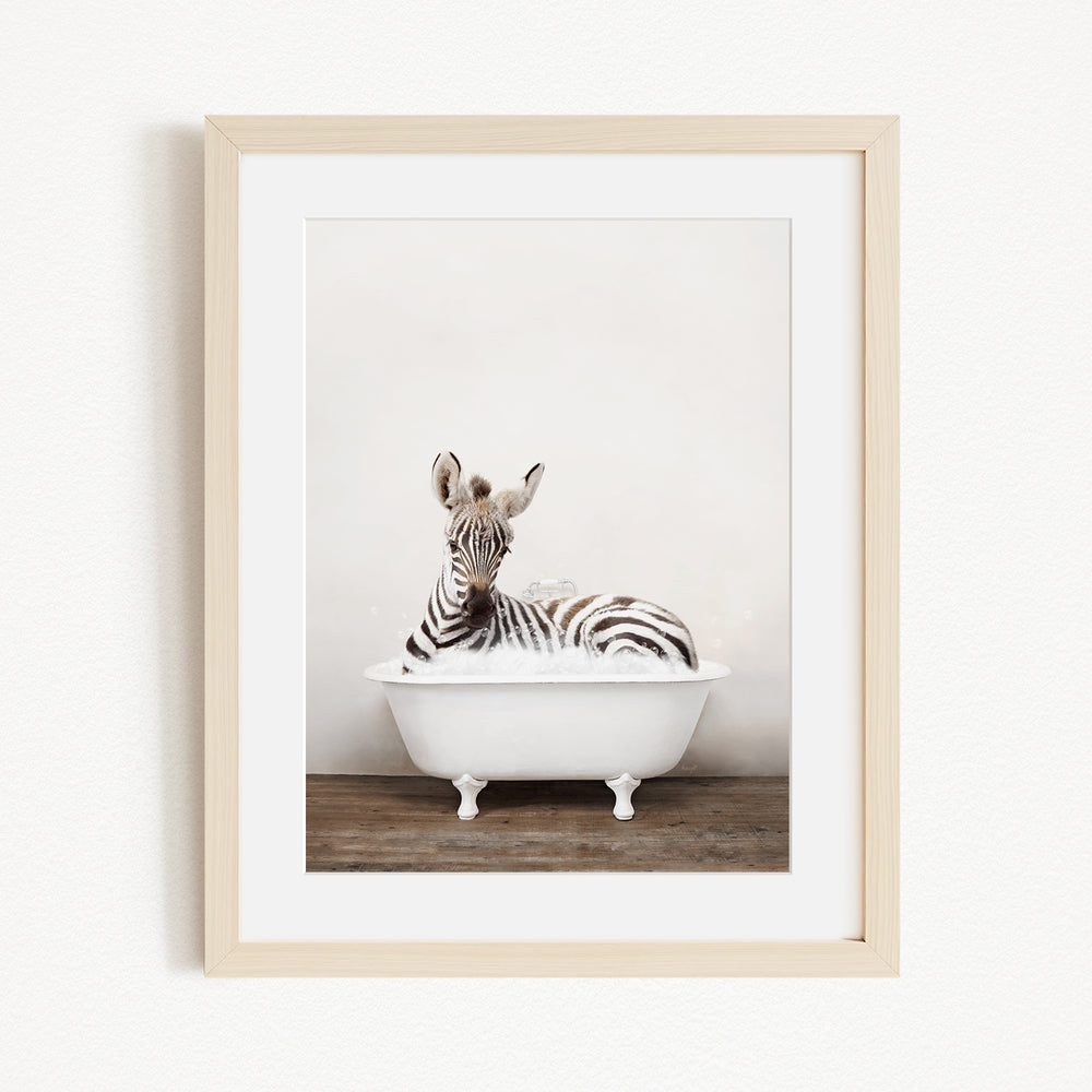 A zebra is sitting in a white bathtub, surrounded by a wooden floor.