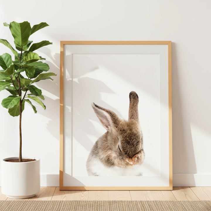 A framed photograph of a rabbit is displayed on a wall, with a potted plant to the left.