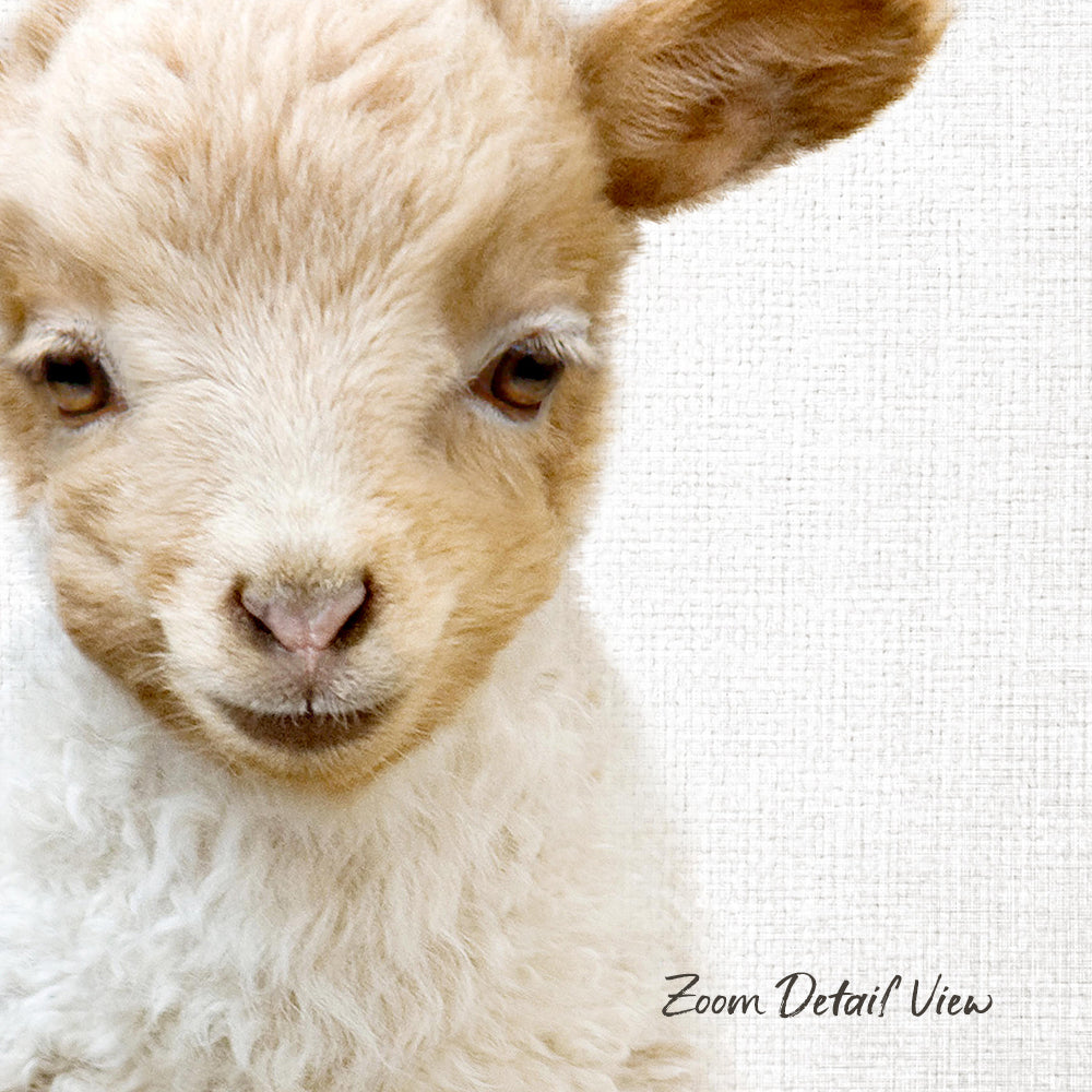 A close-up portrait of a fluffy, light brown lamb with large, expressive eyes.