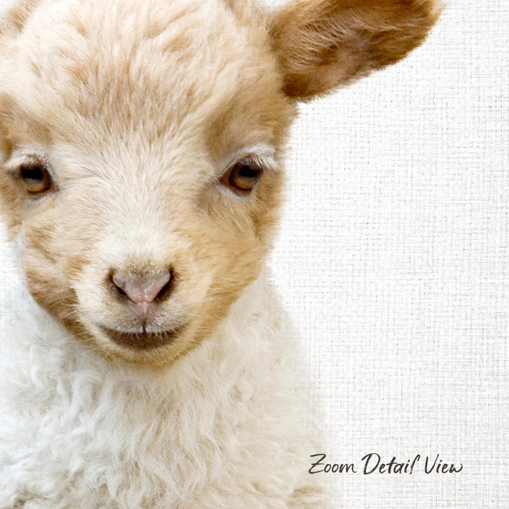 A close-up portrait of a fluffy, light brown lamb with large, expressive eyes.