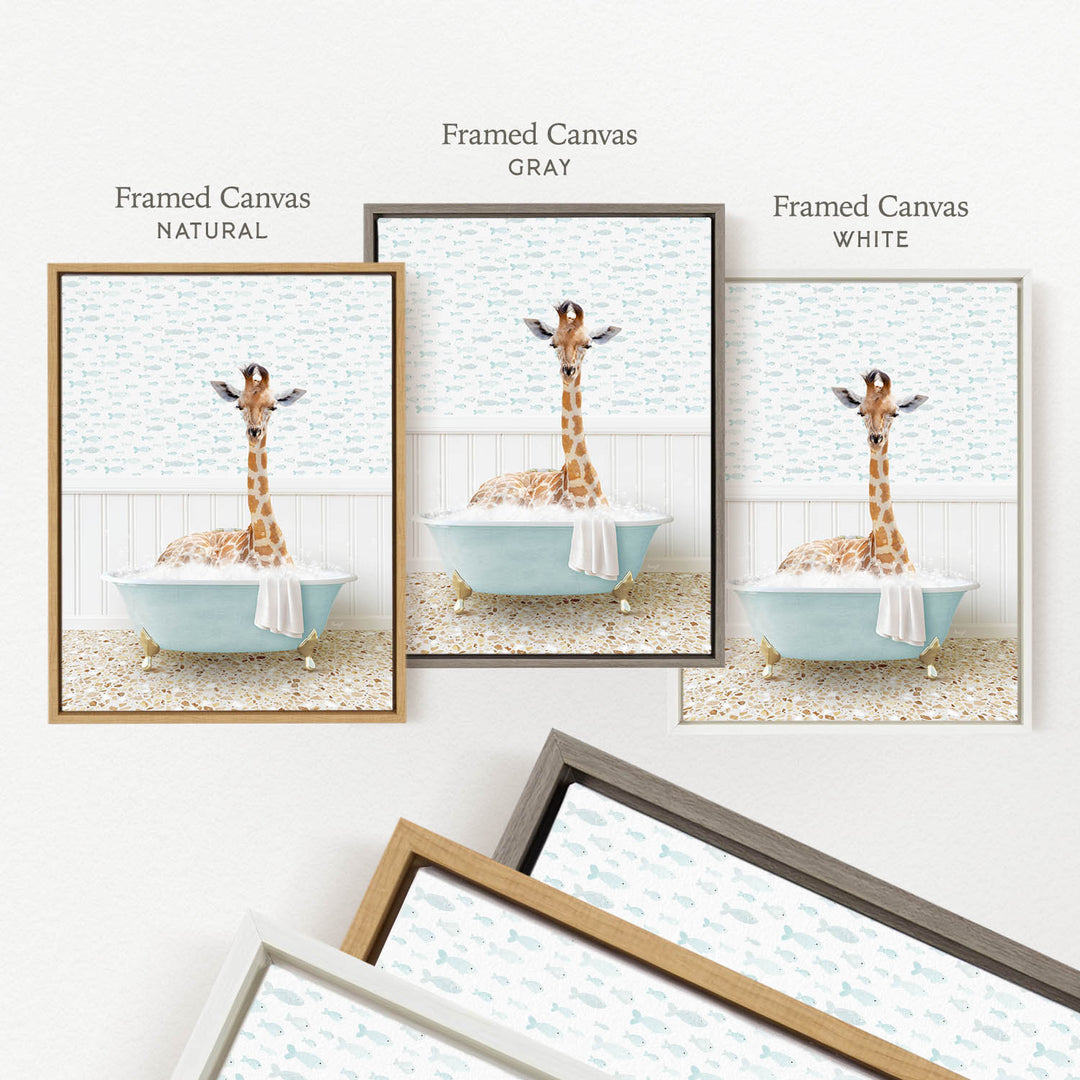 three framed pictures of a giraffe sitting in a bathtub, each with a different color frame.