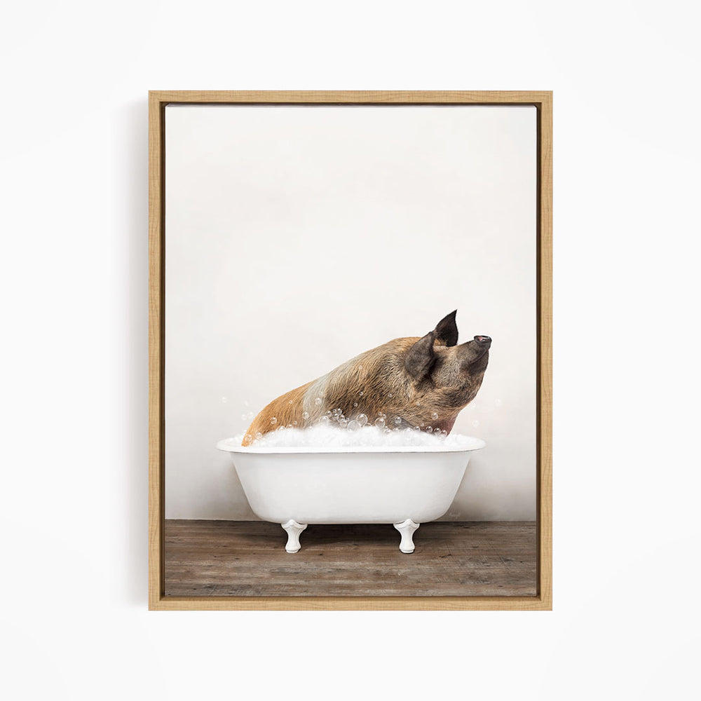 A brown and white pig is sitting in a white bathtub filled with bubbles, appearing to enjoy the bath.