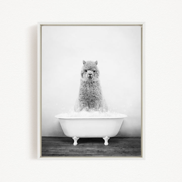 A fluffy gray alpaca sitting in a white bathtub filled with bubbles, looking directly at the camera.