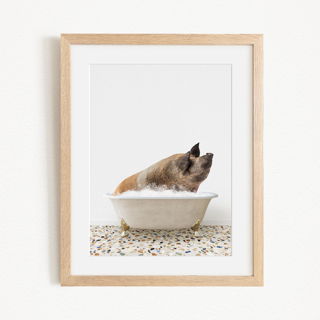 A brown and white pig is sitting in a white bathtub filled with water, looking up at the camera.