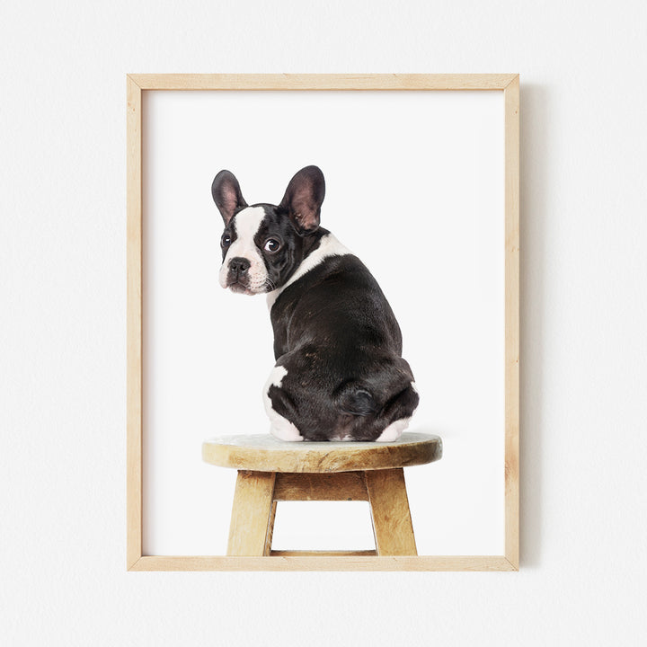 a black and white dog sitting on top of a stool