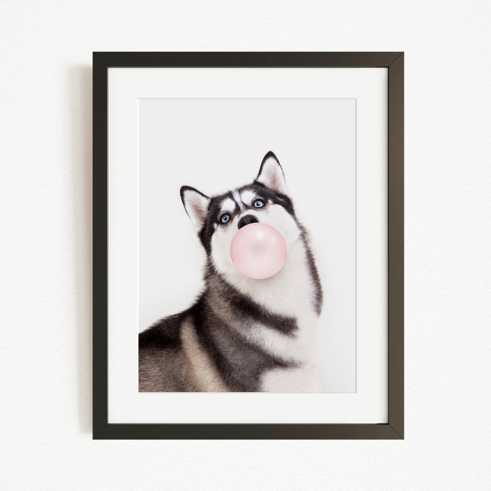 A black and white husky dog with a pink bubble gum bubble in its mouth, looking up at the camera.