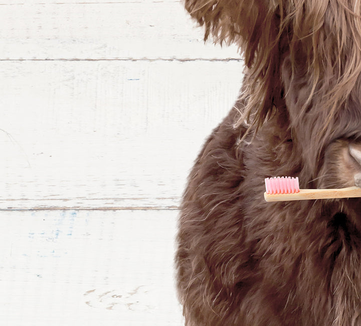 a close up of a dog with a toothbrush in its mouth