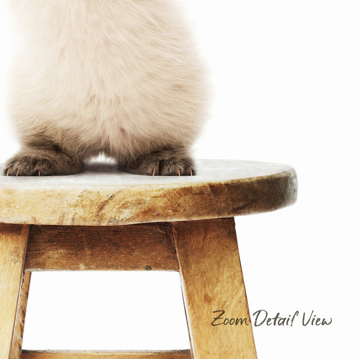 A fluffy white cat is sitting on a wooden stool, with the text "Zoom Detail View" visible in the image.