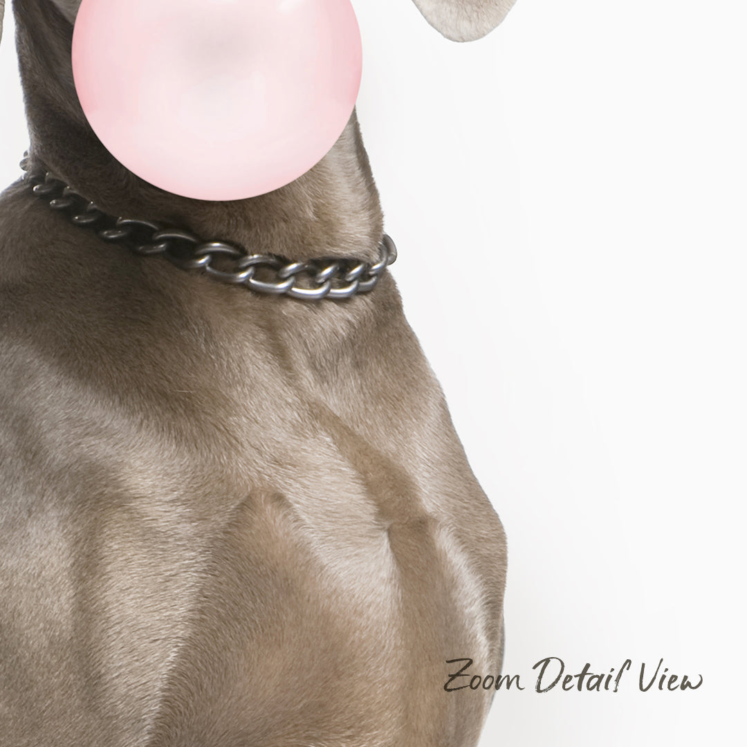 A dog wearing a chain collar and holding a pink bubble gum bubble.