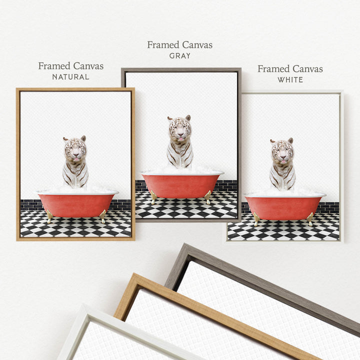 a framed picture of a white tiger sitting in a red bathtub, with three different colored frames displayed below the image.