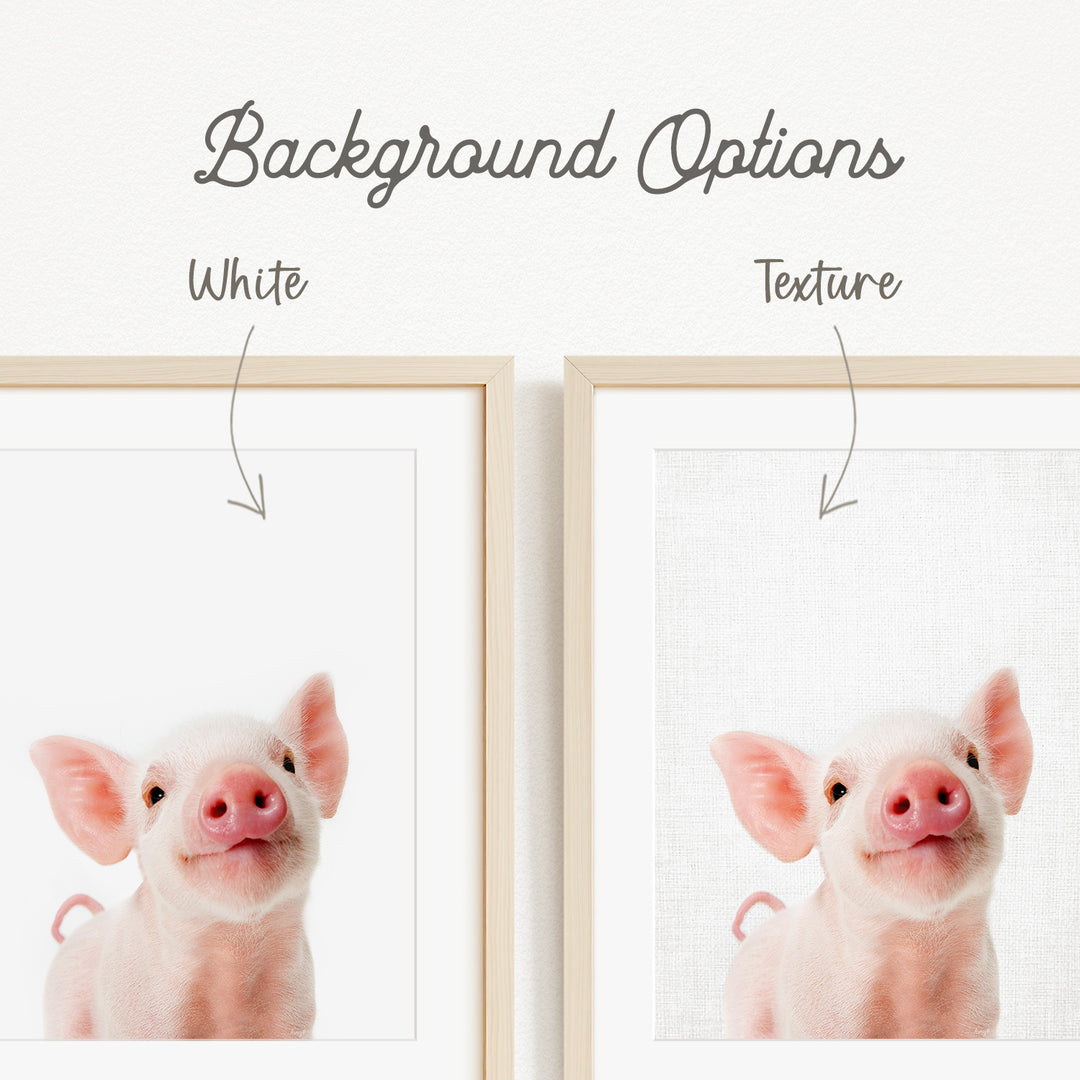 a cute piglet with a white background, and there are two options for the background texture: white and a different texture.