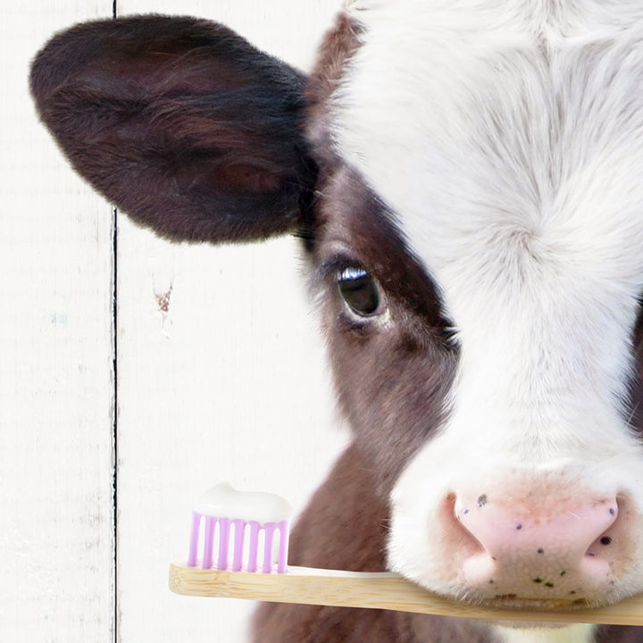 a close up of a cow with a toothbrush in its mouth