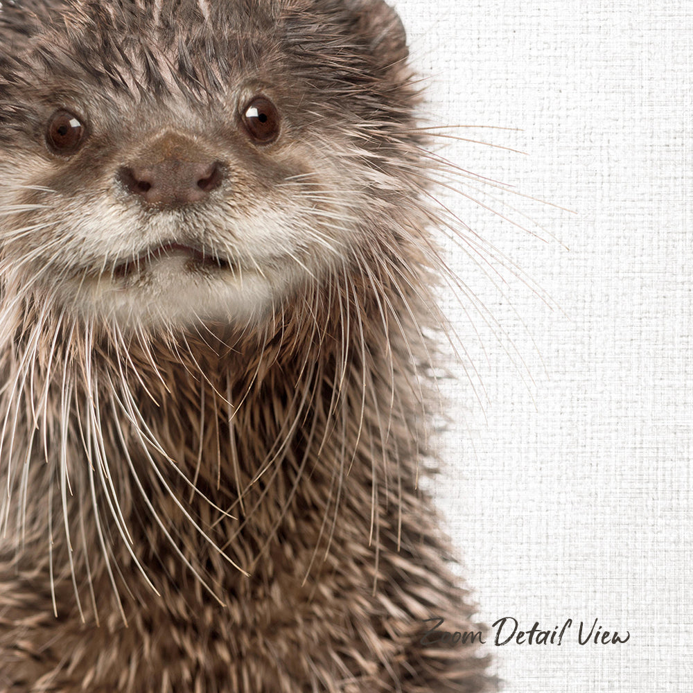 A close-up image of a wet otter with its distinctive whiskers and fur, looking directly at the camera.